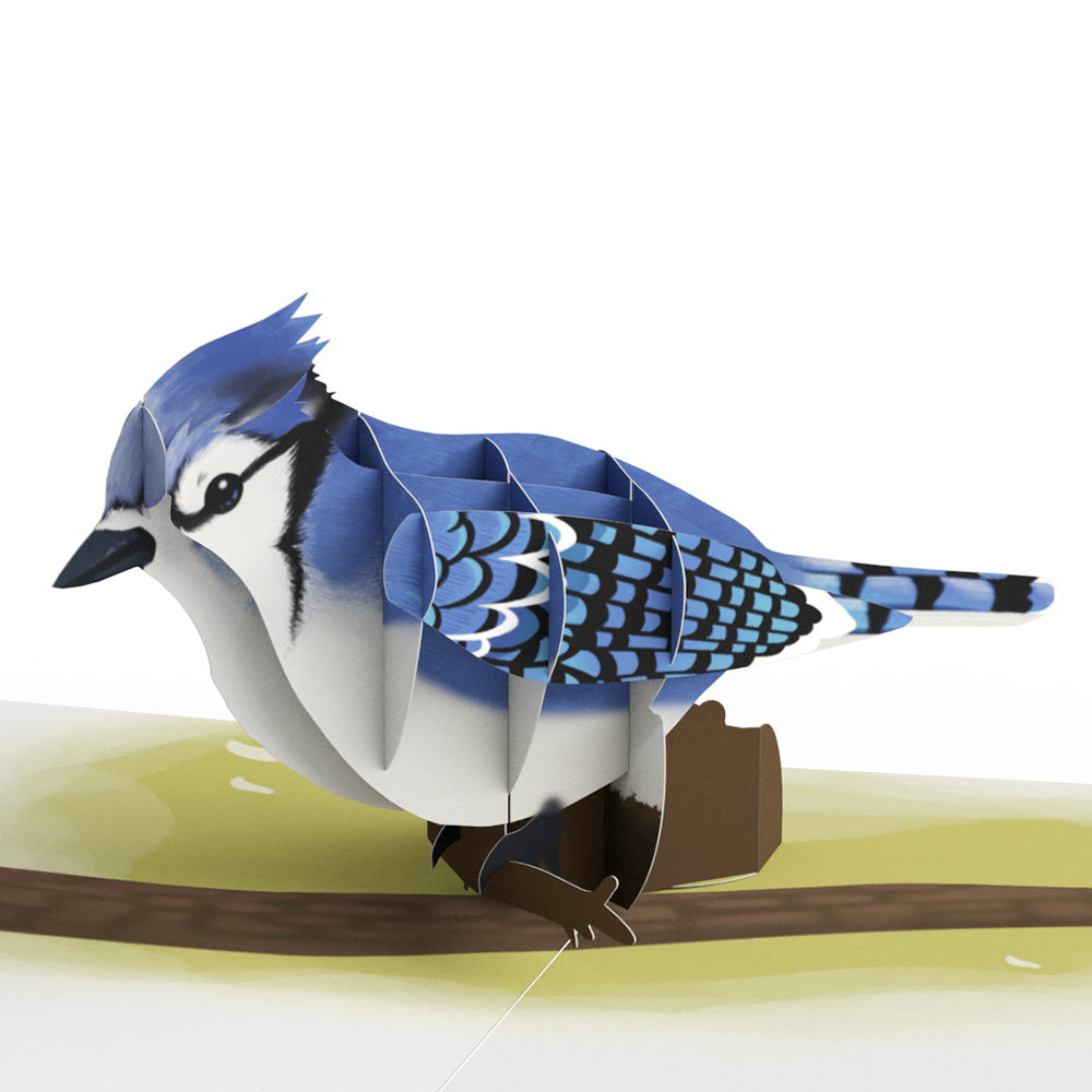 Spring Birds Box Set (Assorted 12-Pack): Paperpop® Card、mySite、solidvoid