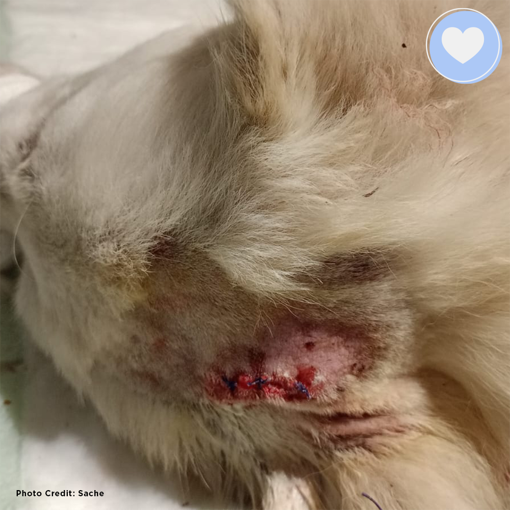 Funded: Help Heal Otti’s Broken Spine、mySite、camillekostekn