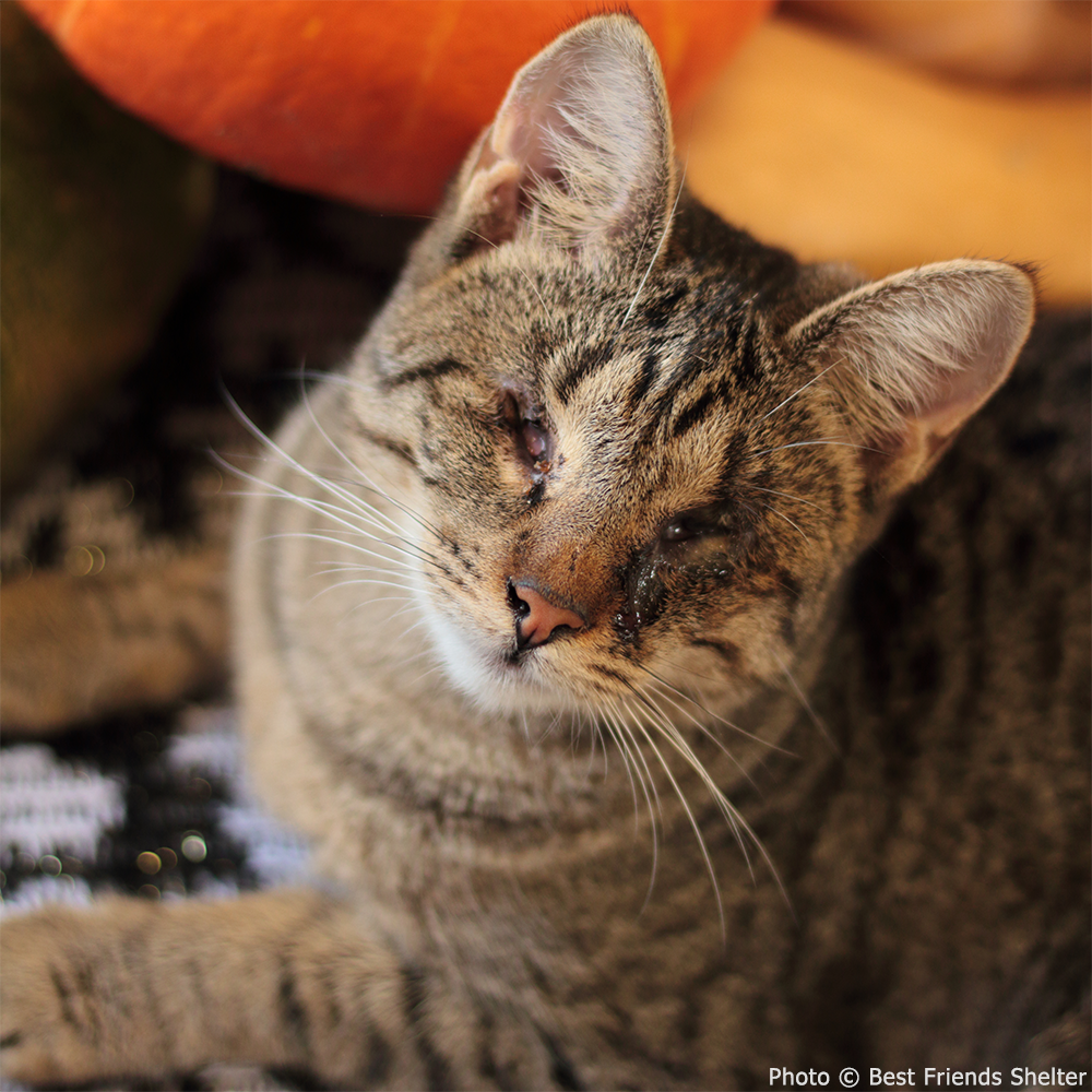 Funded: Help Lasunya Recover After Losing Her Sight、mySite、camillekostekn