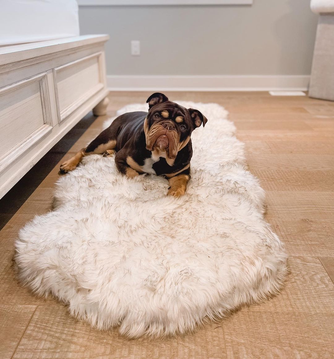 PupRug™ Runner Faux Fur Memory Foam Dog Bed - Curve White with Brown Accents、mySite、solidvoid
