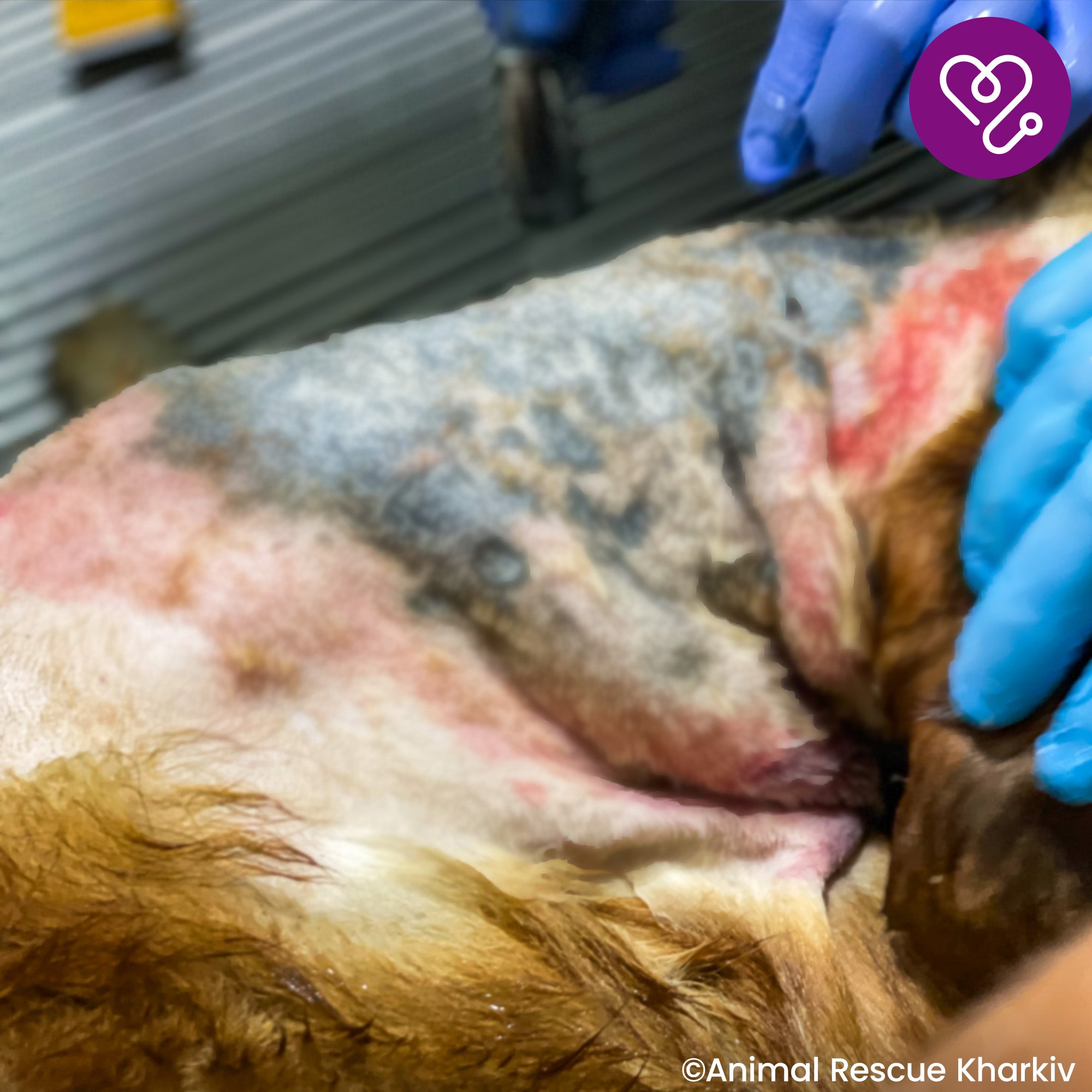 Funded: Support Sam��s Healing from Infected Wounds、mySite、camillekostekn