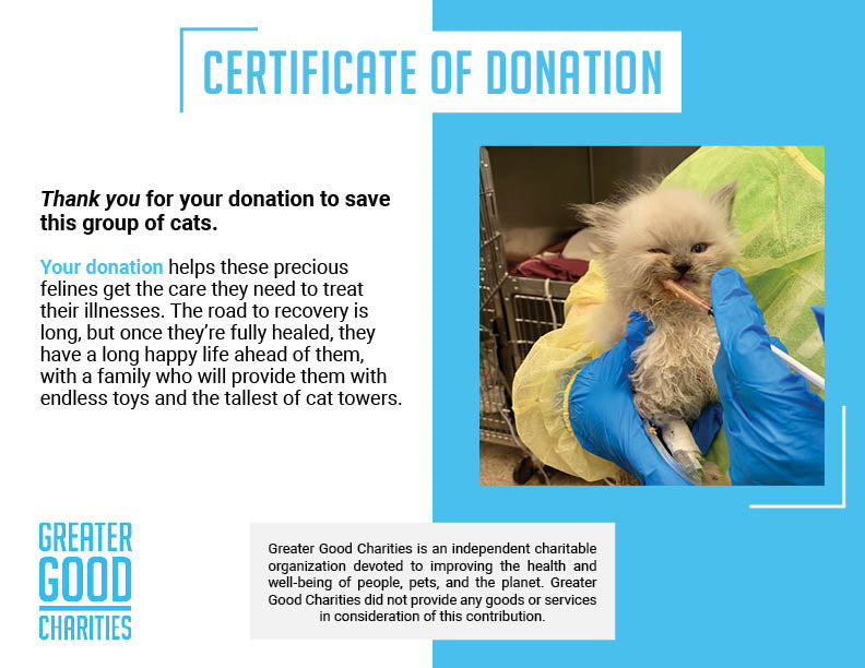 Funded: 100 Neglected Cats & Kittens Need Help Immediately、mySite、camillekostekn