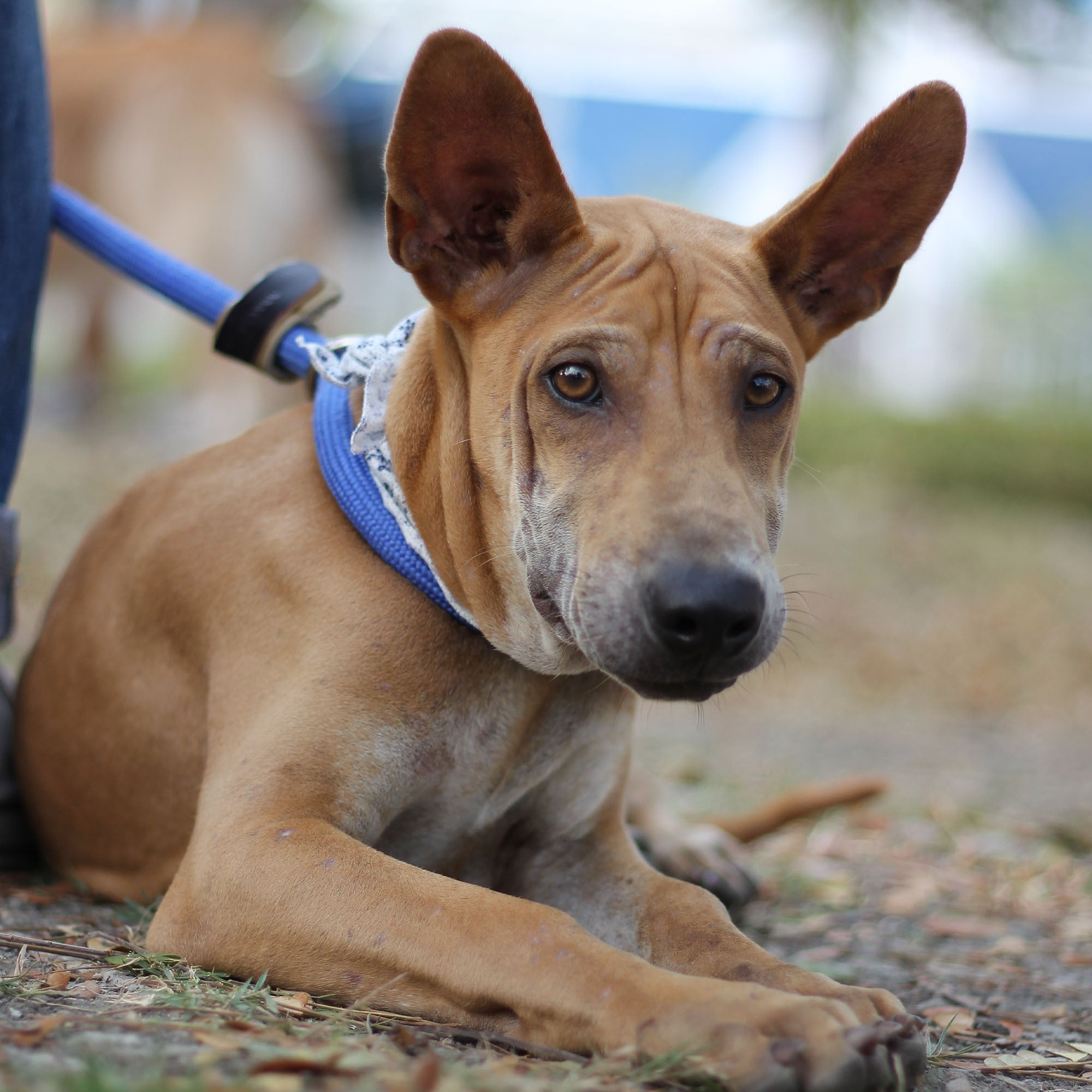 Emergency Pet Rescue & Care、mySite、camillekostekn