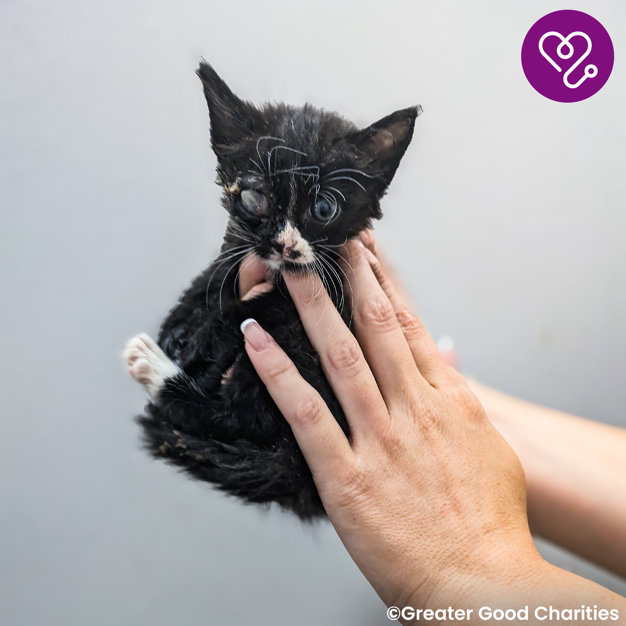 Funded: Save Socks' Sight After Severe Infection、mySite、camillekostekn