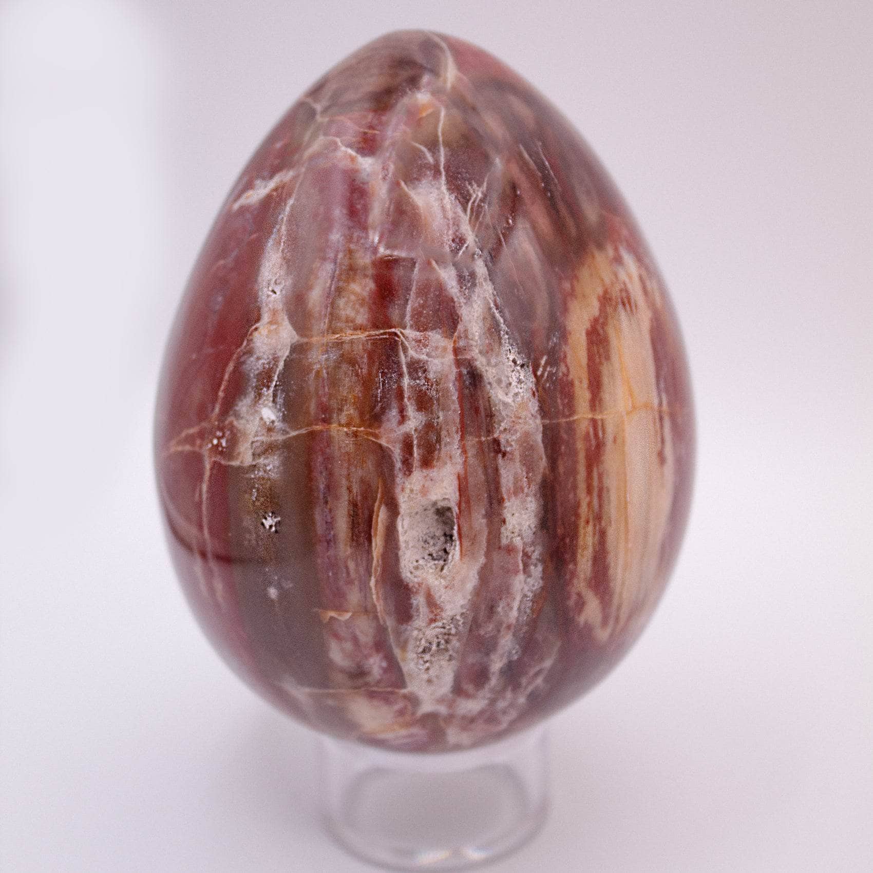 Petrified Wood Egg - AAA Premium Quality、mySite、hinf8tx79