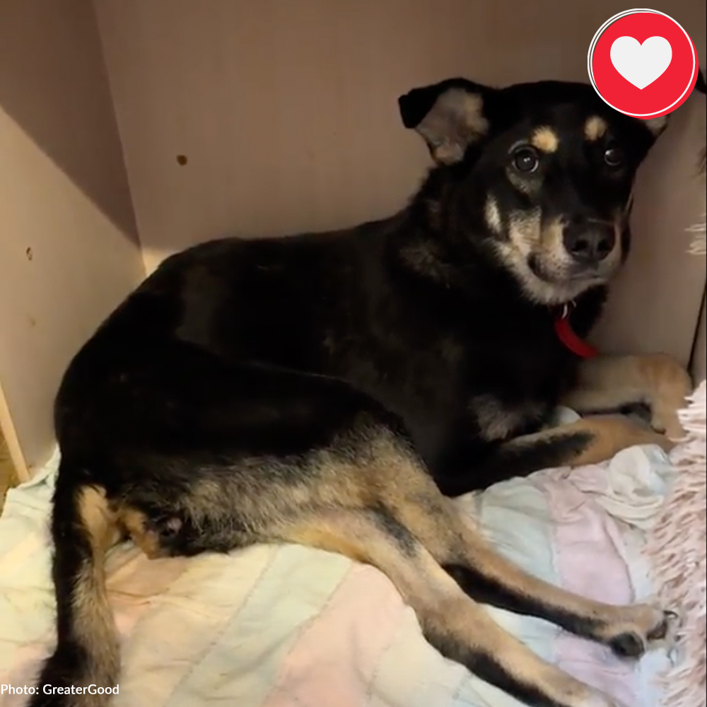 Funded: Help Dakota Walk Again After Being Hit By Vehicle Near Frontlines、mySite、camillekostekn