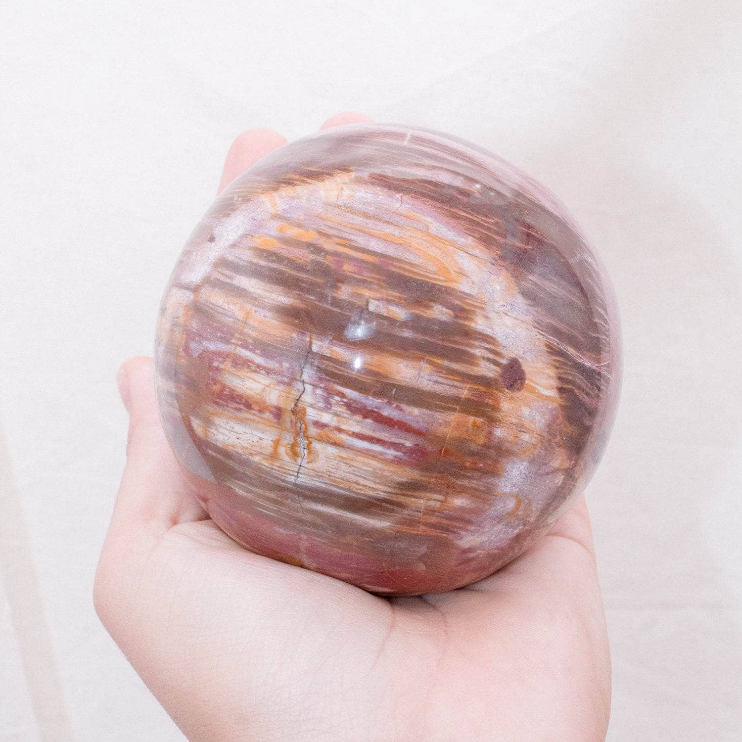 Petrified Wood Sphere - AAA Premium Quality、mySite、hinf8tx79