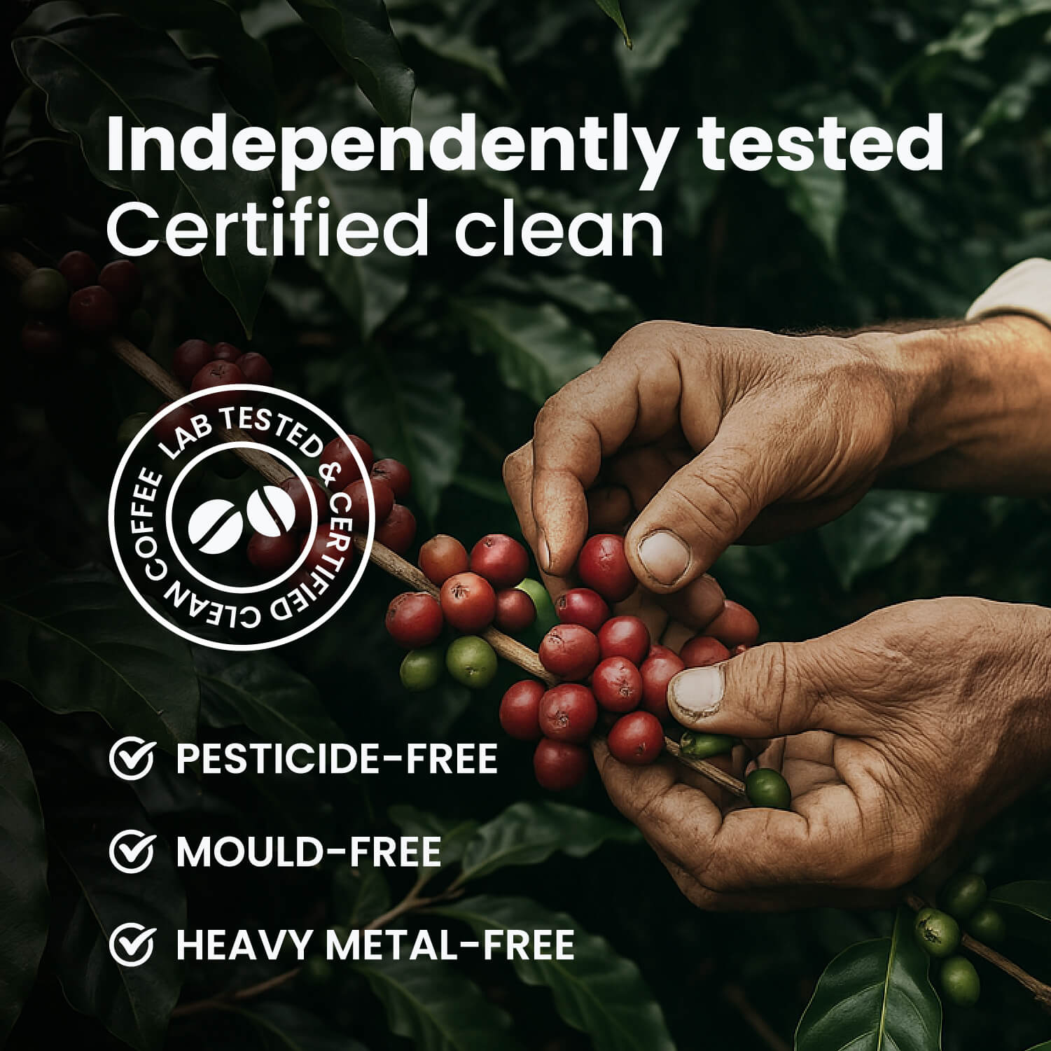 Stability Blend、mySite、gigharbornorthrealestate