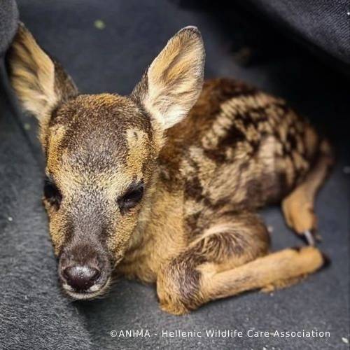 Funded: Orphaned Baby Deer Needs Specialized Care to Grow、mySite、camillekostekn