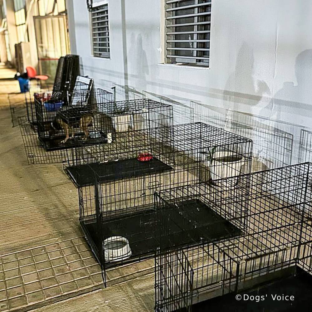 Send Urgent Aid to Families and Pets During Greece Wildfires、mySite、camillekostekn