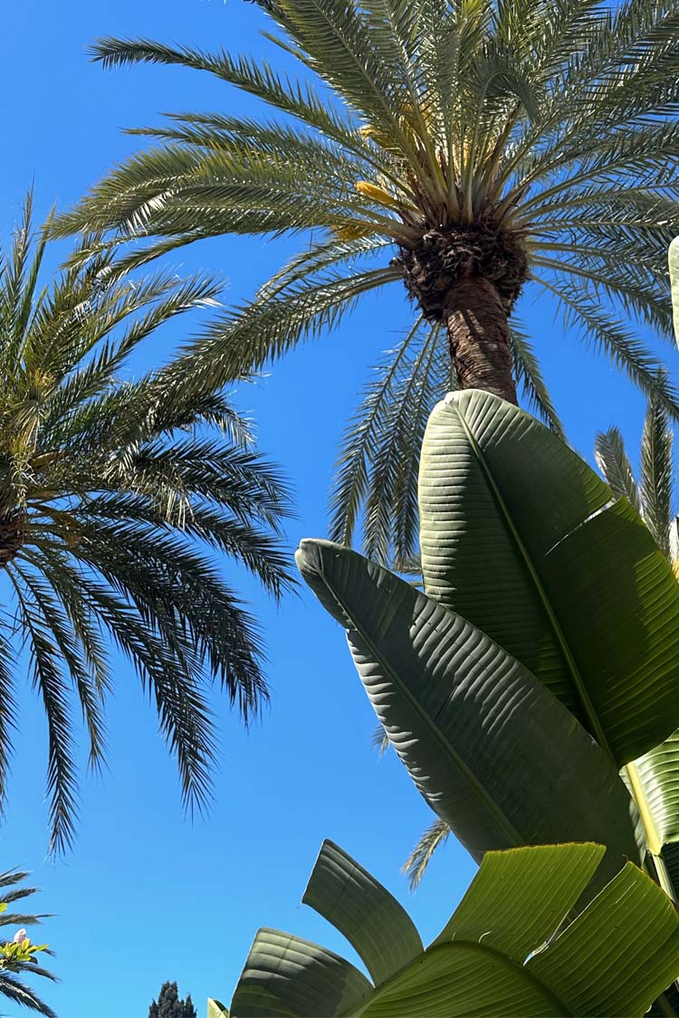 Green Jacquard Harmony Dress Petite、mySite、solidvoid