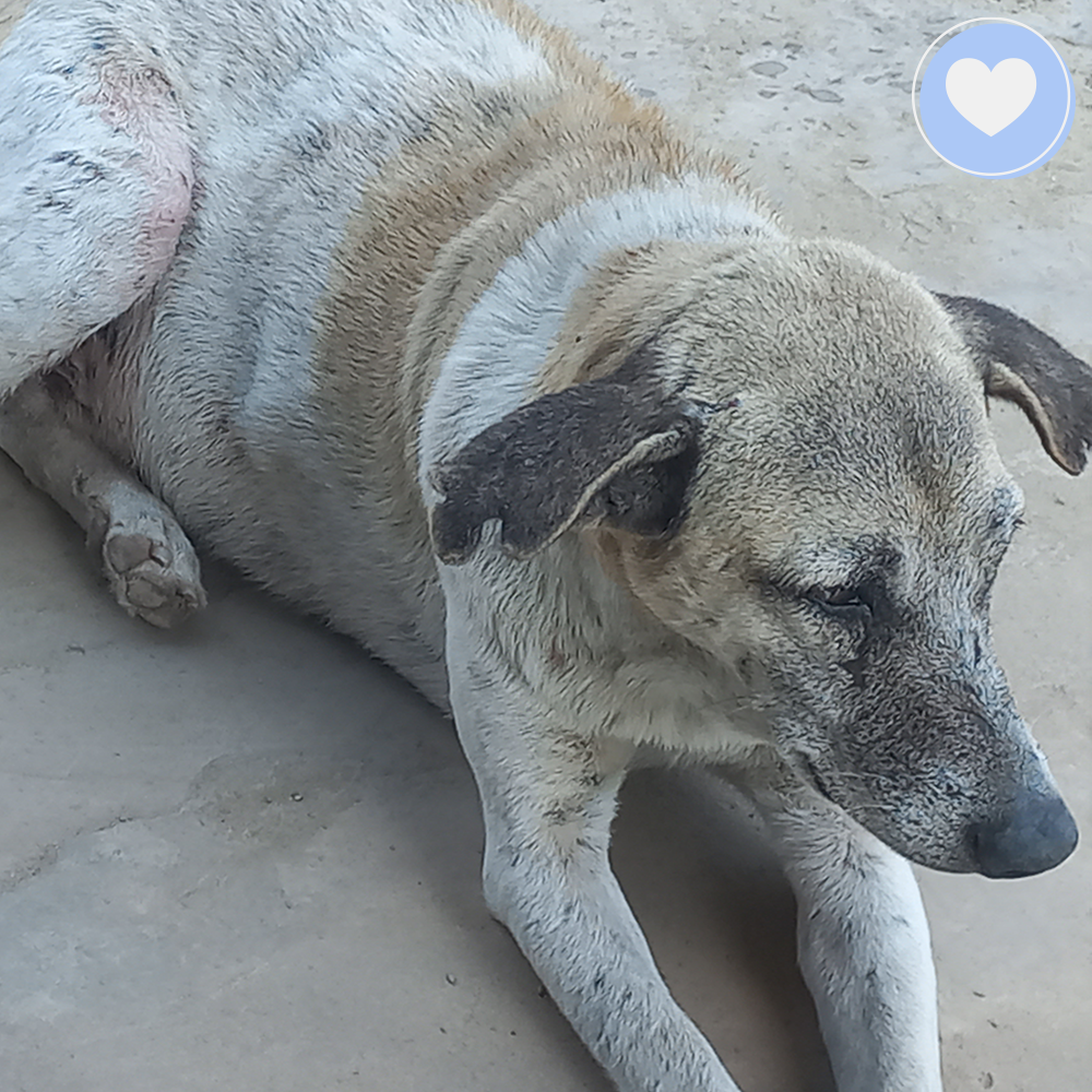 Funded - Save Mosi's Skin From Mange、mySite、camillekostekn