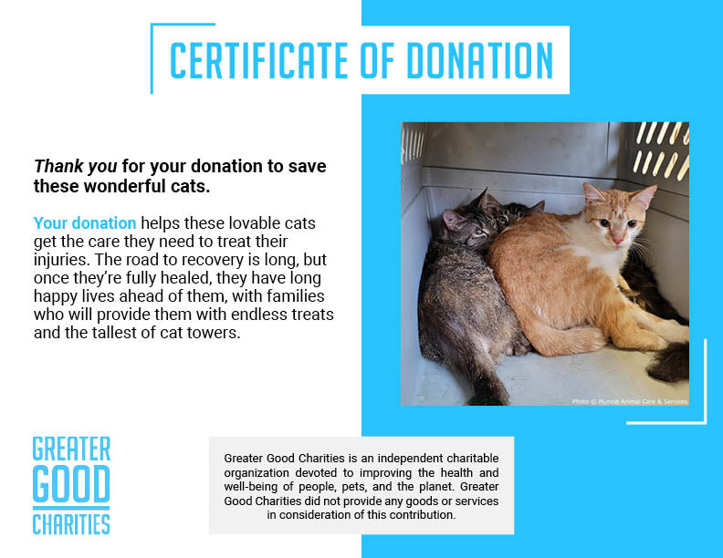 Funded: Help 20 Neglected Cats, Abandoned in Squalid House、mySite、camillekostekn