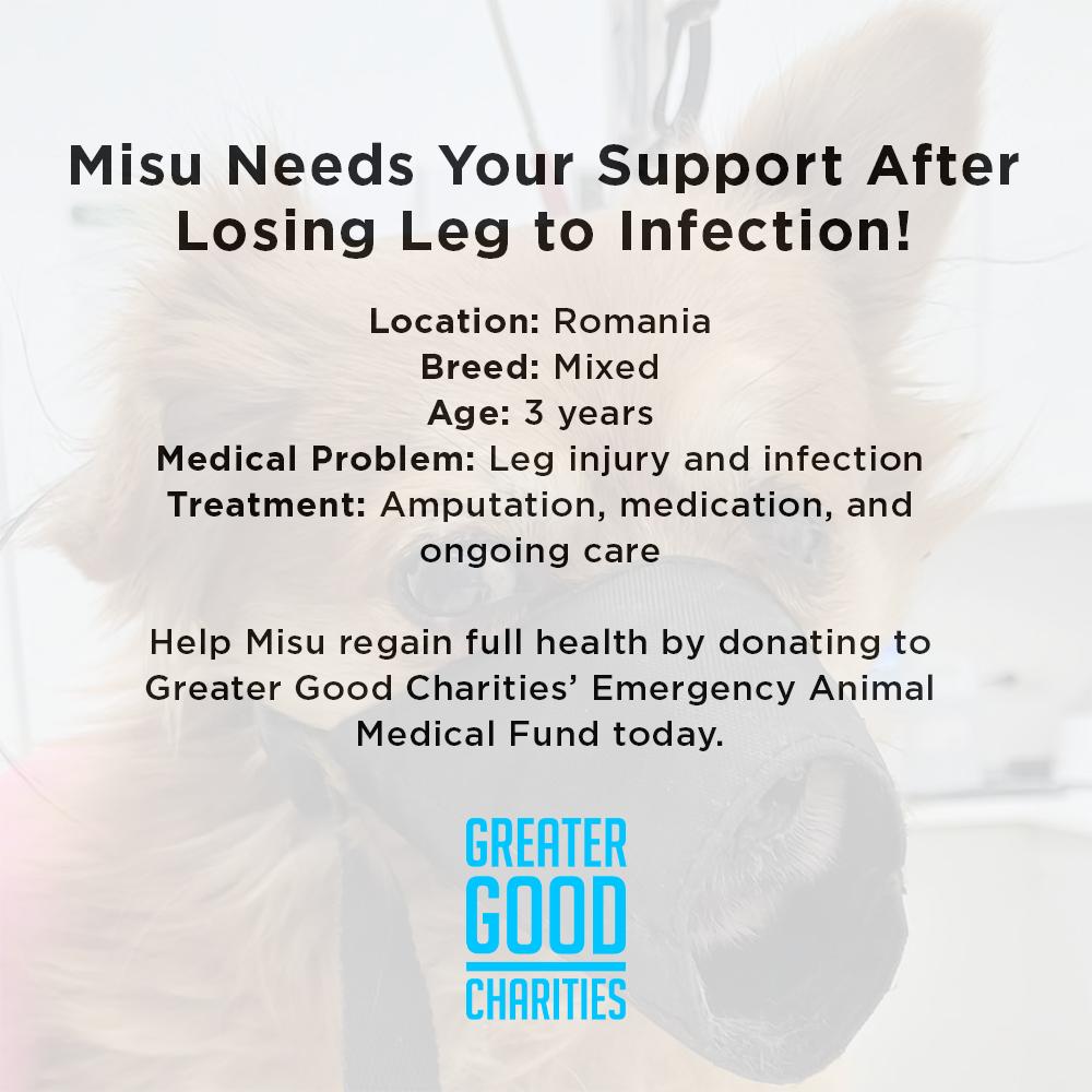 Funded: Misu Needs Your Support After Losing Leg to Infection、mySite、camillekostekn