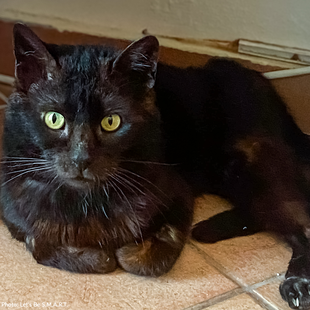 Funded: Help Ninja Recover From Gunshot Wound and Paralysis、mySite、camillekostekn