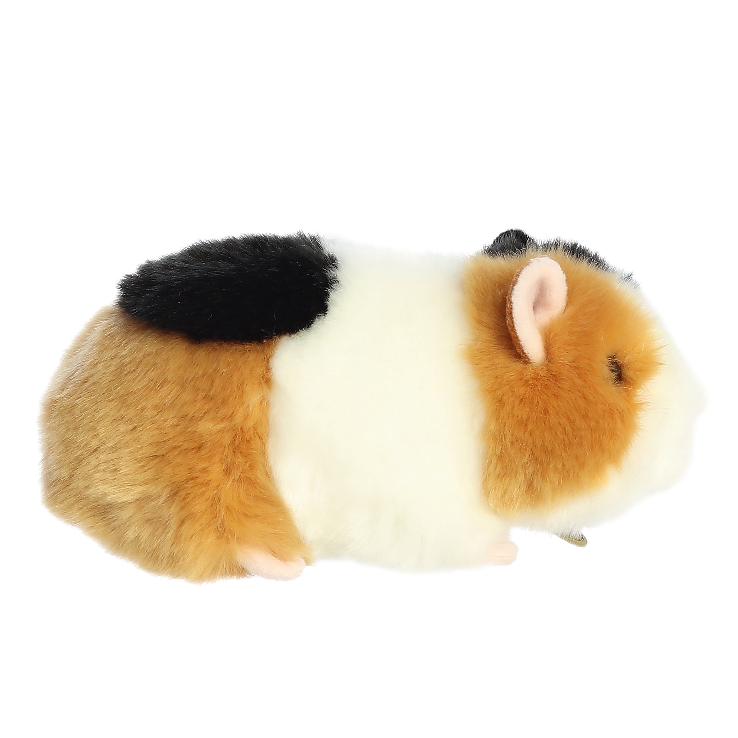 Aurora® - Miyoni® - 7.5 American Guinea Pig、mySite、g9winljtr