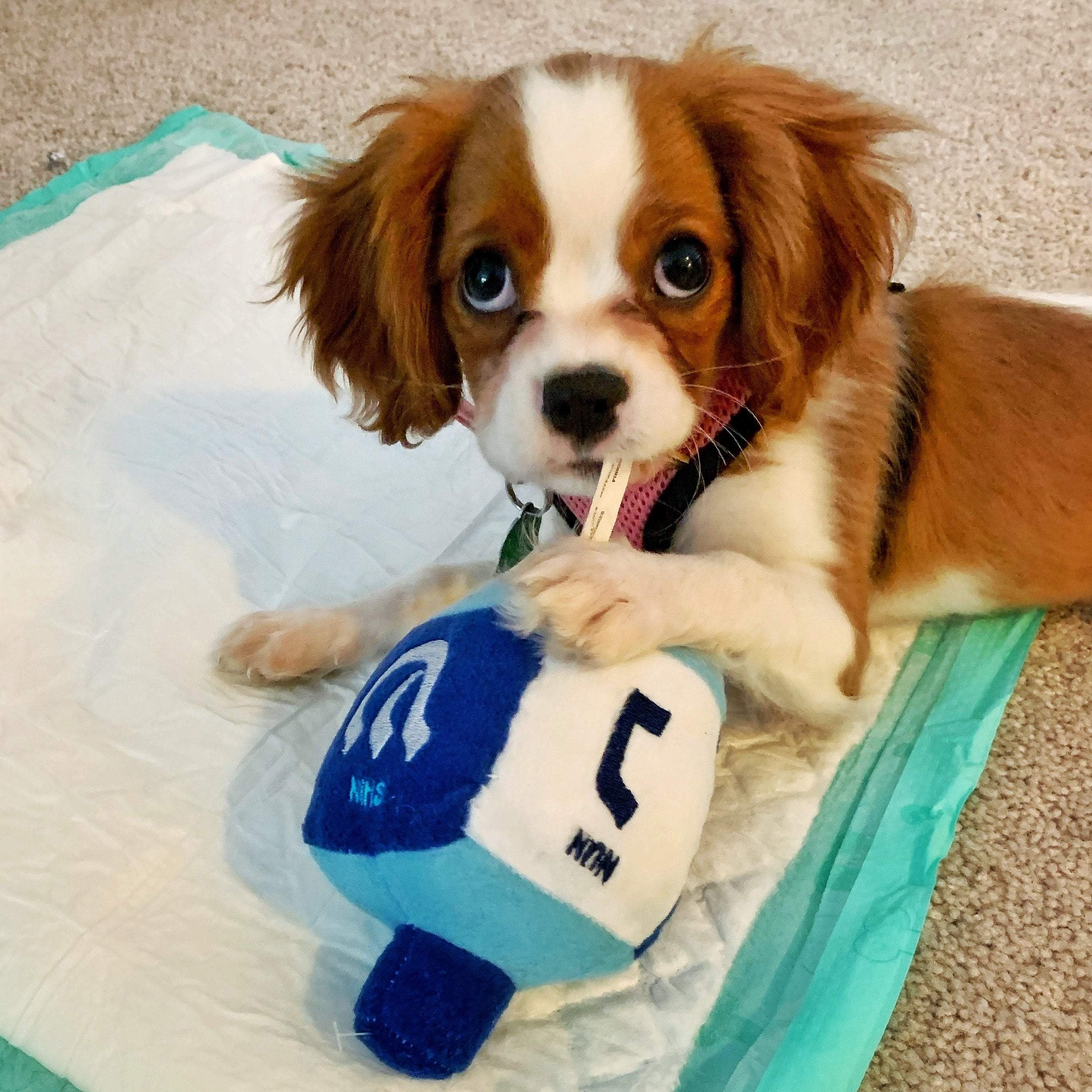 Chewdaica Plush Dreidel Dog Toy, Squeaks、mySite、topwebapps