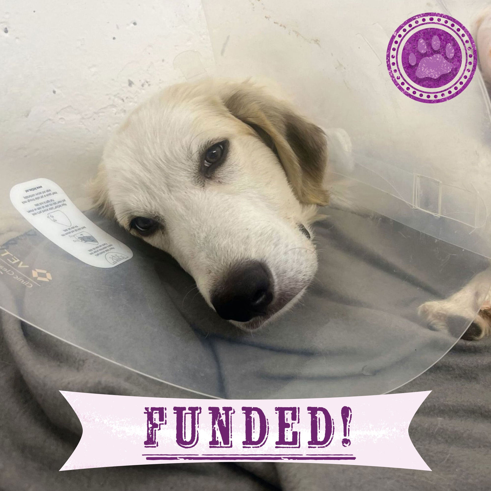Funded - Help Heal Arthur's Broken Leg、mySite、camillekostekn