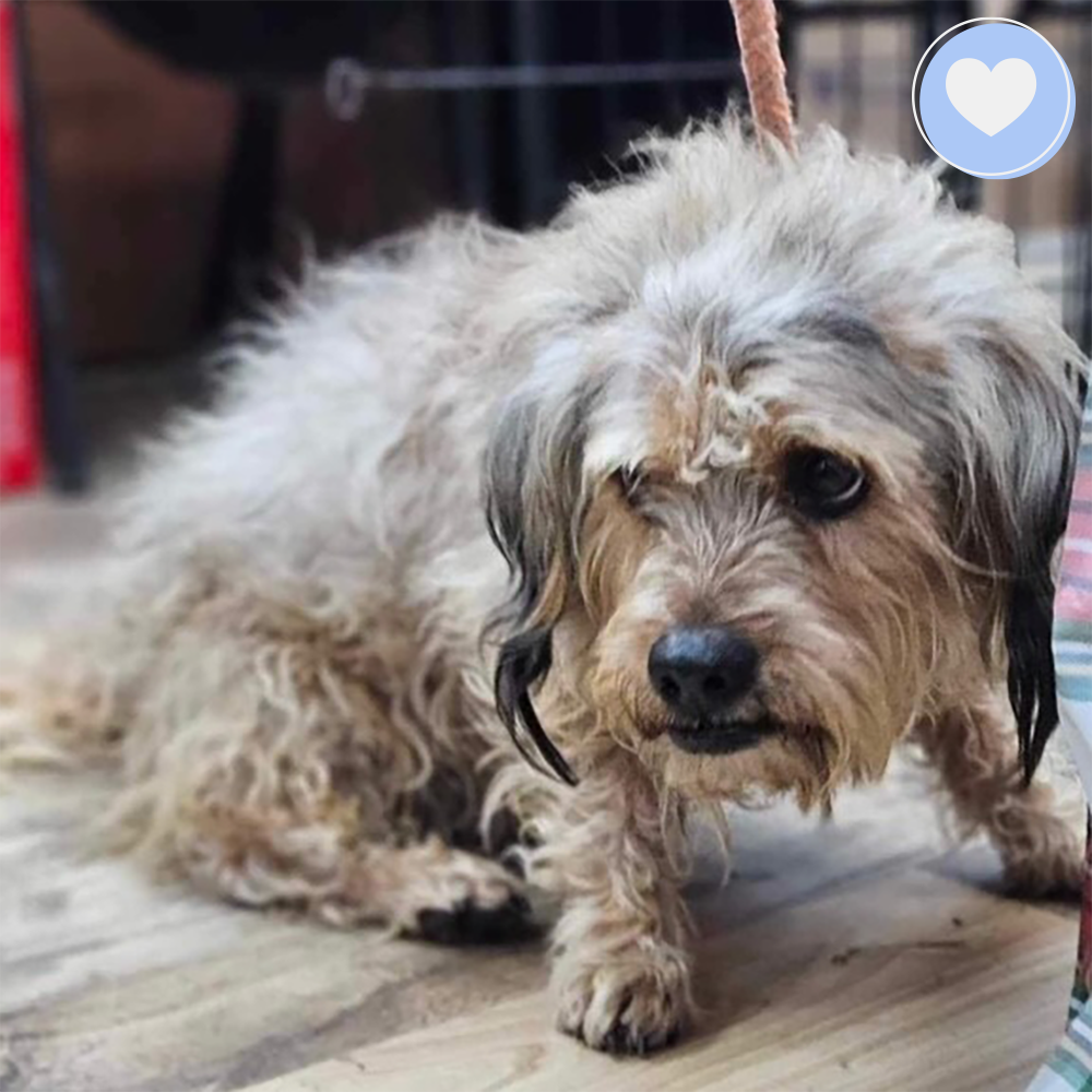 Funded: Help Benji Get His Groove Back with Leg Surgery、mySite、camillekostekn