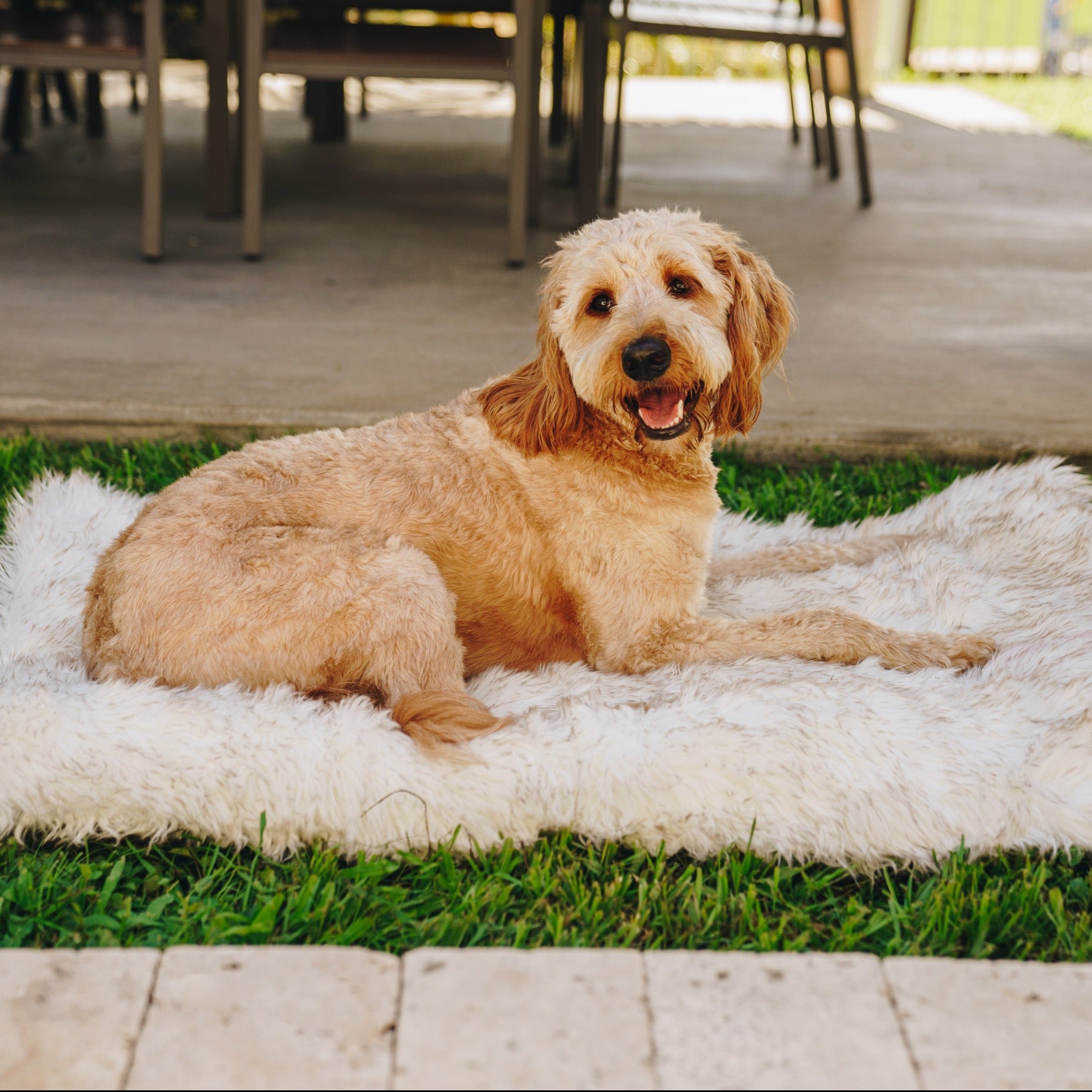 PupRug by Paw.com™ Portable Orthopedic Dog Bed - White with Brown Accents、mySite、solidvoid