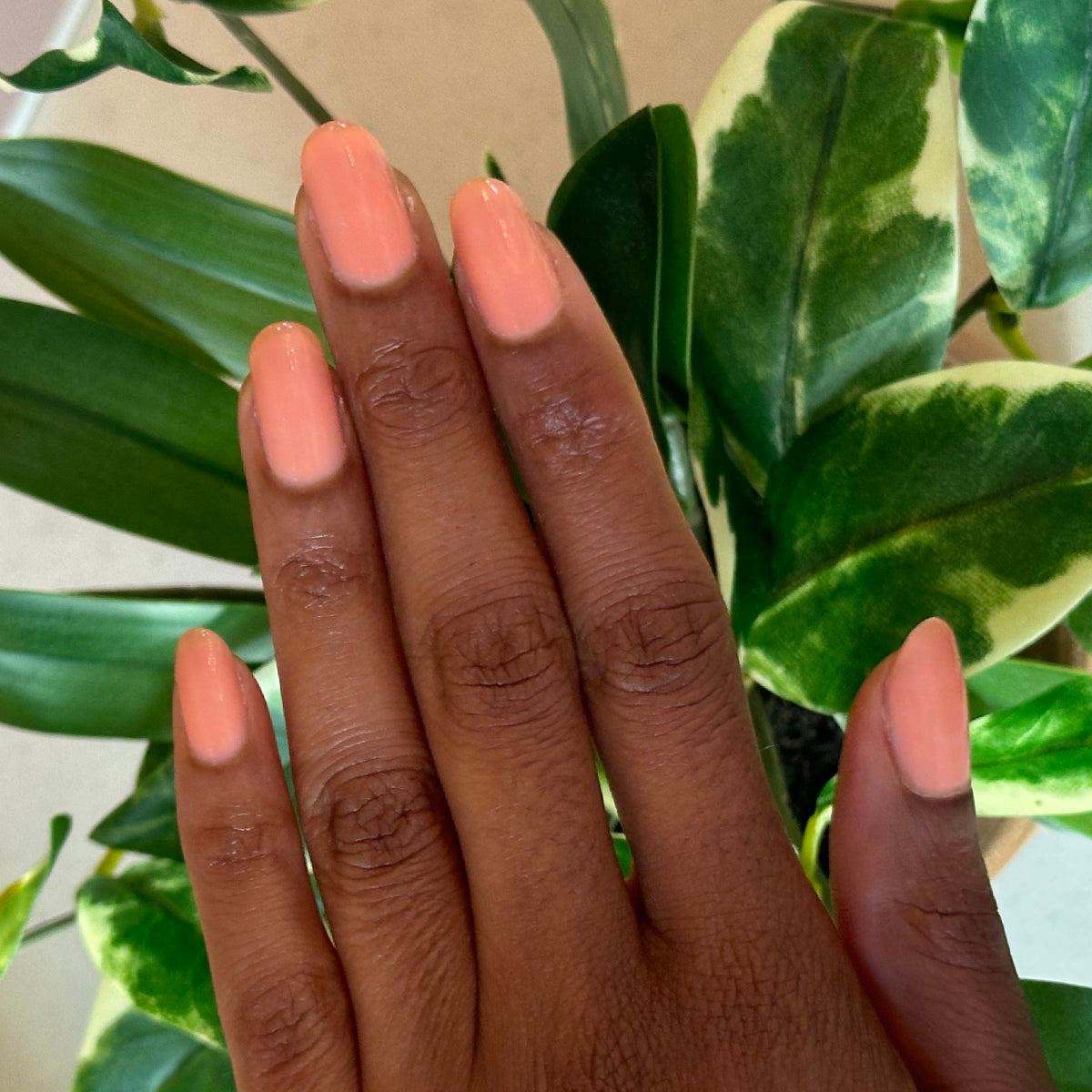 Peeptoe、mySite、solidvoid