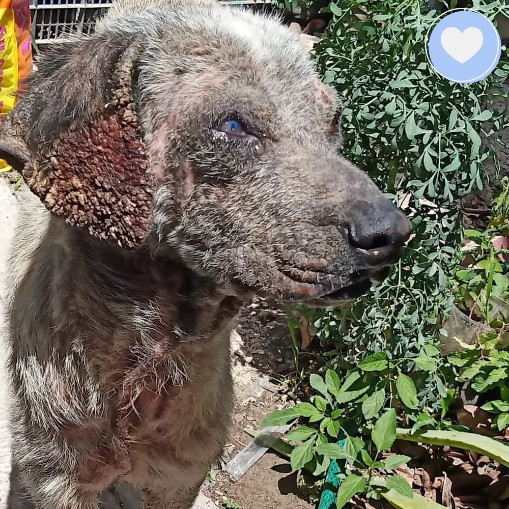 Funded: Help Edgardo Recover from Malnourishment and Mange、mySite、camillekostekn