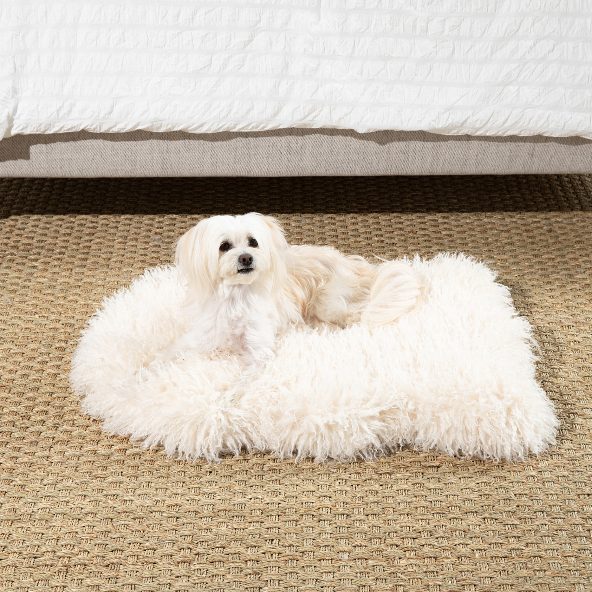 PupRug™ Luxe Faux Fur Orthopedic Dog Bed - Plush Sheep Ivory、mySite、solidvoid