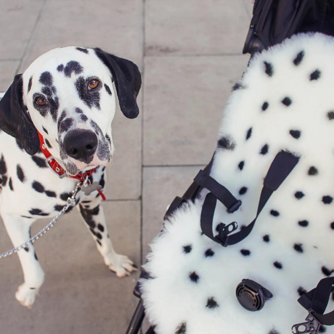  BINIBAMBA Merino Sheepskin Snuggler - Dalmatian Dot、mySite、merchandisen