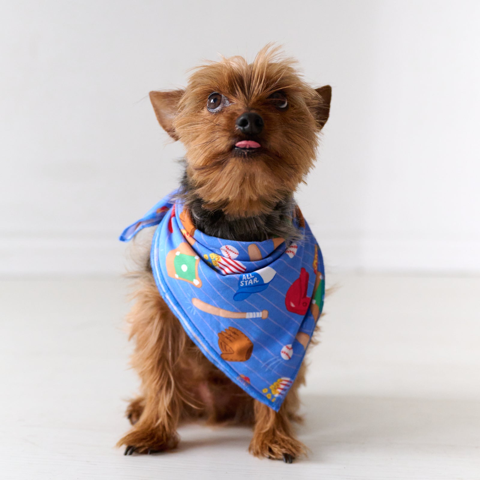  Blue All Stars Pet Bandana、mySite、layawaytickets