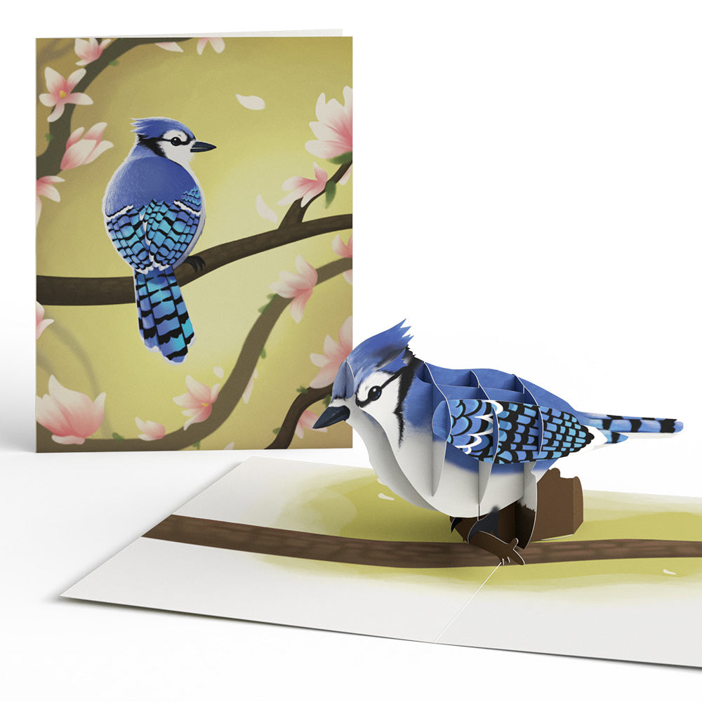 Spring Birds Box Set (Assorted 12-Pack): Paperpop® Card、mySite、solidvoid
