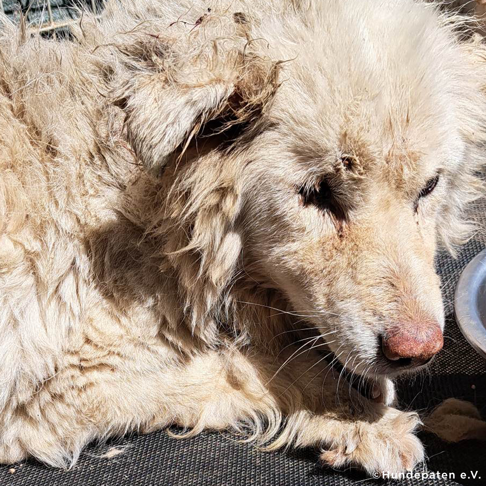 Funded: Malnourished Dog Missing Eye Found Near Death on Side of Road Needs Your Help、mySite、camillekostekn