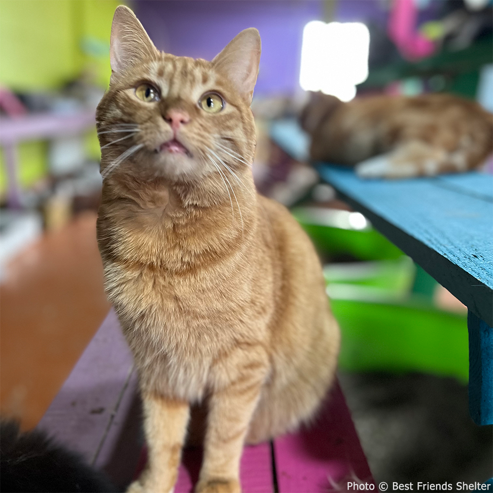 Struck By Missiles Twice - Animal Shelter Desperately Needs Support、mySite、camillekostekn