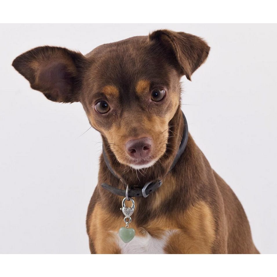 Healing Crystal Green Aventurine Pet Pendant Made in the USA、mySite、g9winljtr