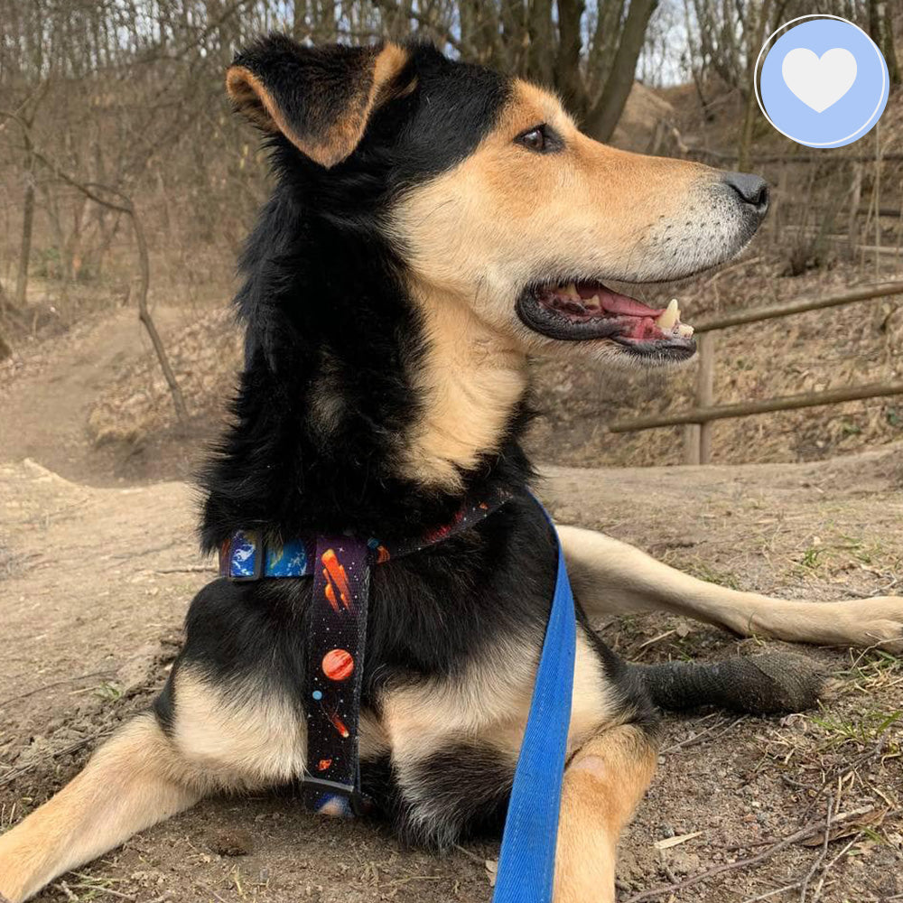 Funded: Bonnie Needs Support After Devastating Injury、mySite、camillekostekn