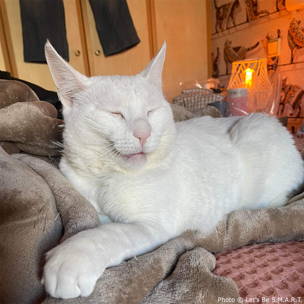 Funded: Help Creeper Recover After Sudden Paralyzation、mySite、camillekostekn