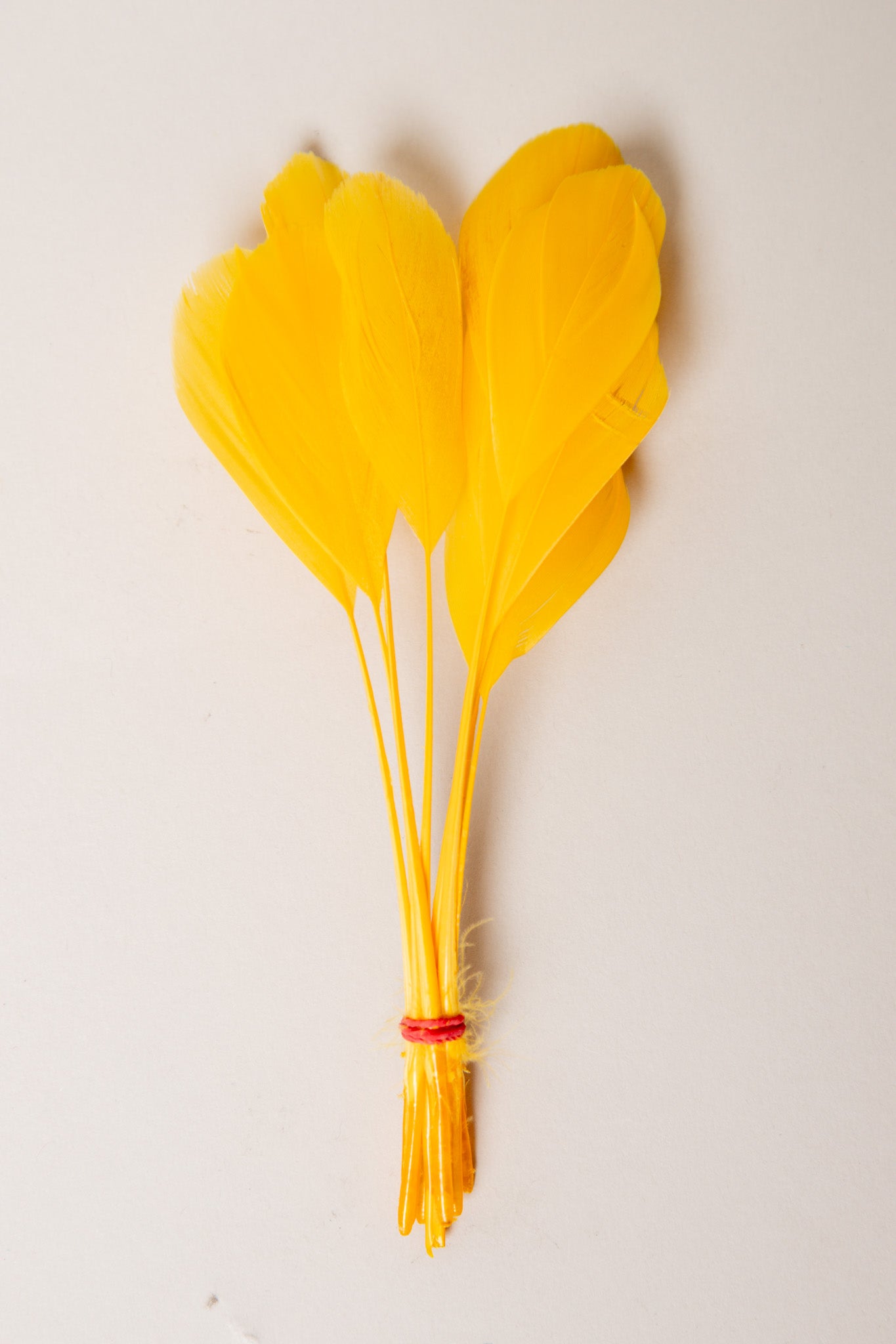 Stripped Coque Feathers Bundle of 8- Red Rubber Band、mySite、hinf8tx79