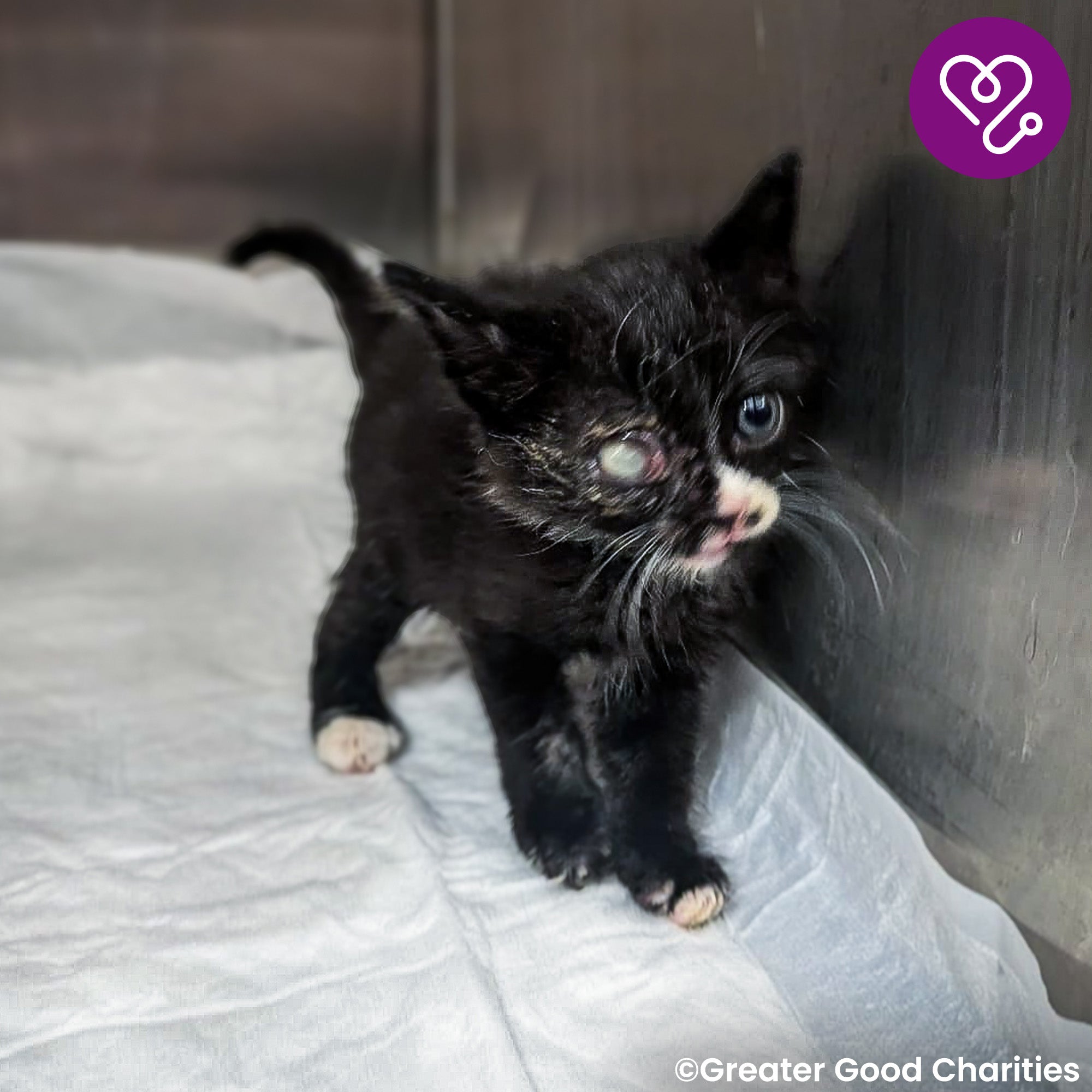 Funded: Save Socks' Sight After Severe Infection、mySite、camillekostekn