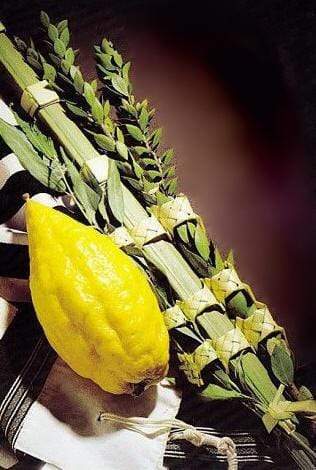 Standard Etrog & Lulav Set from Israel、mySite、topwebapps