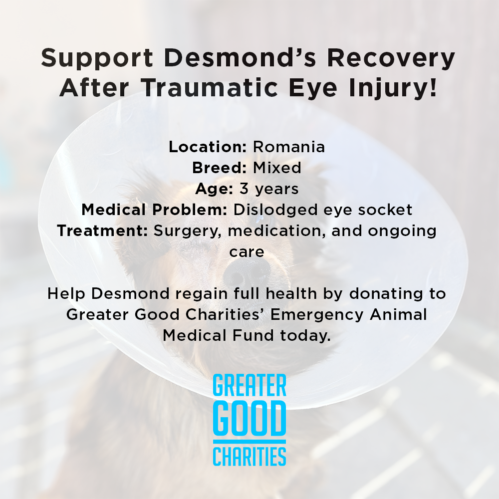 Funded: Support Desmond's Recovery After Traumatic Eye Injury、mySite、camillekostekn