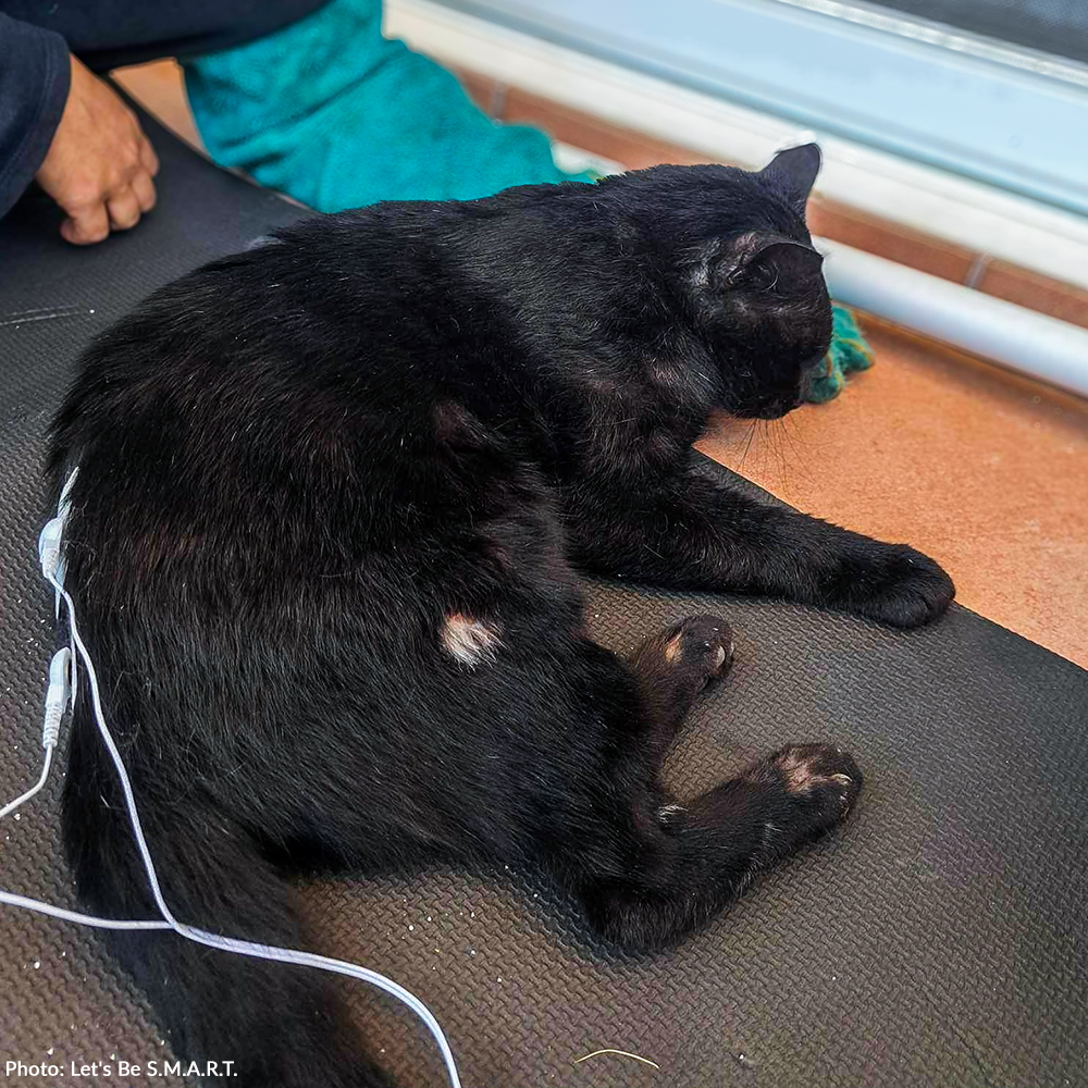 Funded: Help Ninja Recover From Gunshot Wound and Paralysis、mySite、camillekostekn