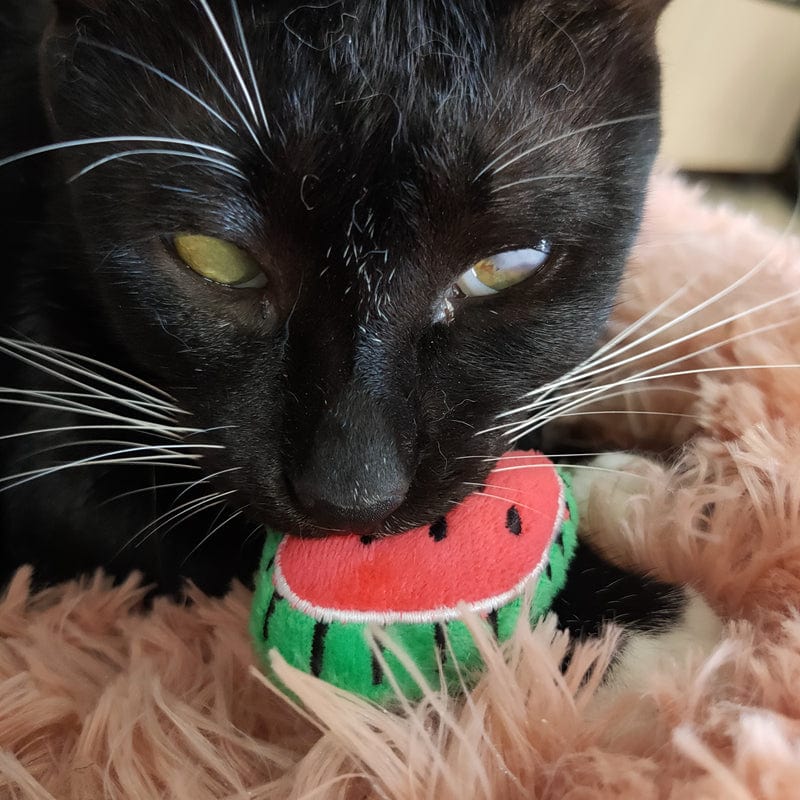 Catnip Plush Toys for Cats So much fun in such a little package! *、mySite、g9winljtr