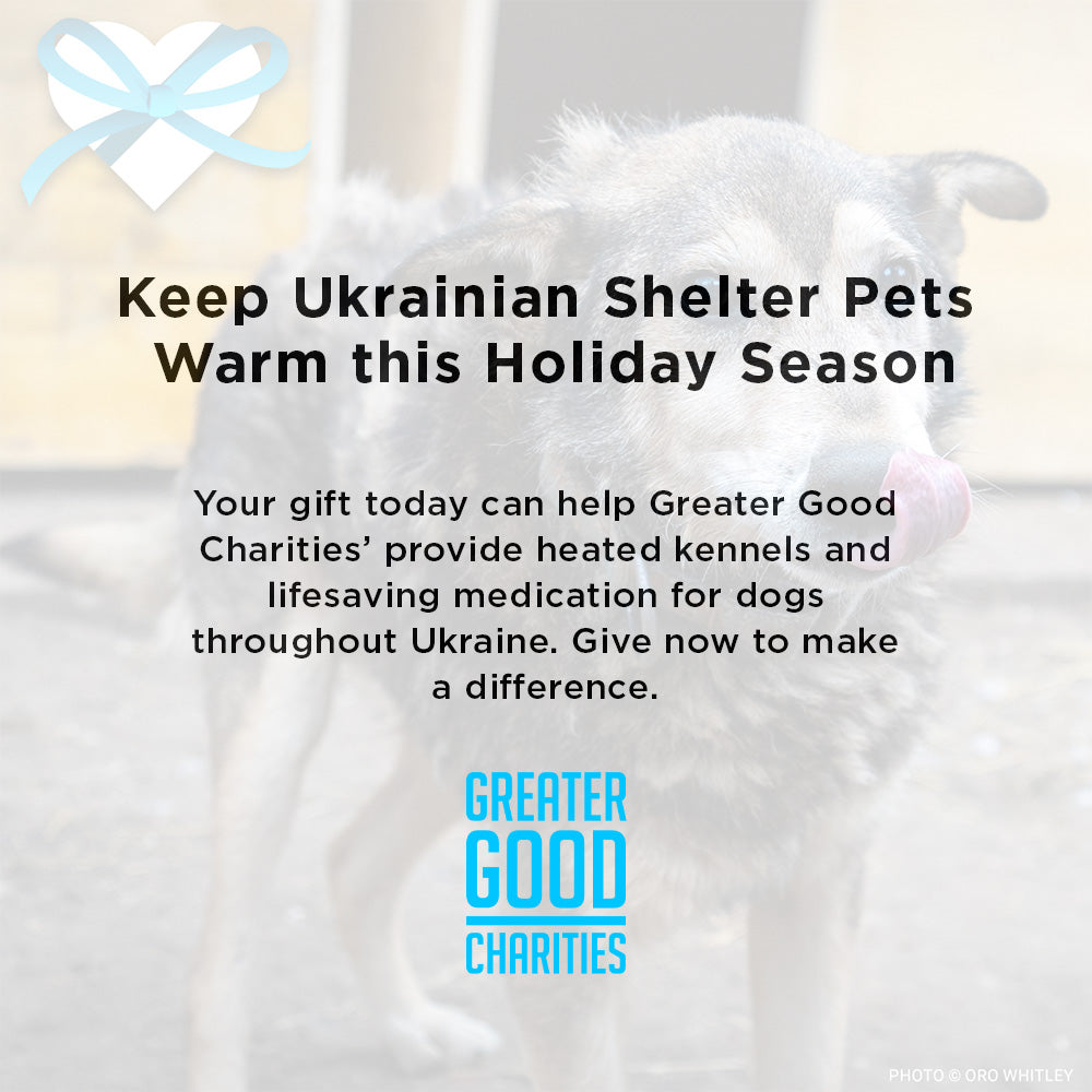 Keep Ukrainian Shelter Pets Warm & Safe、mySite、camillekostekn