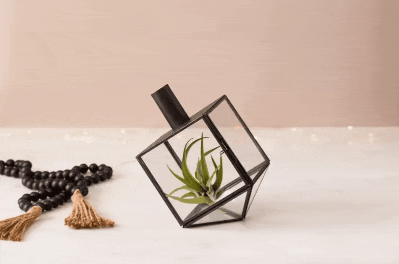 Talia Dreidel Terrarium - Antique Black、mySite、topwebapps