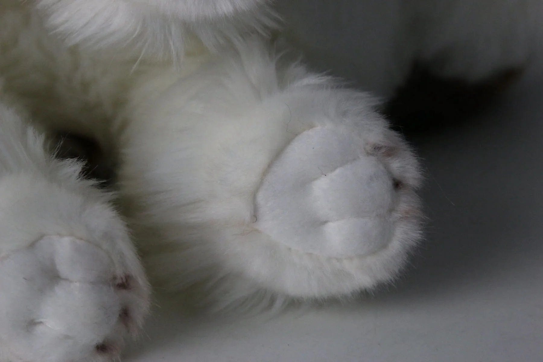 Plush Shih Tzu Puppy Brown and White、mySite、g9winljtr