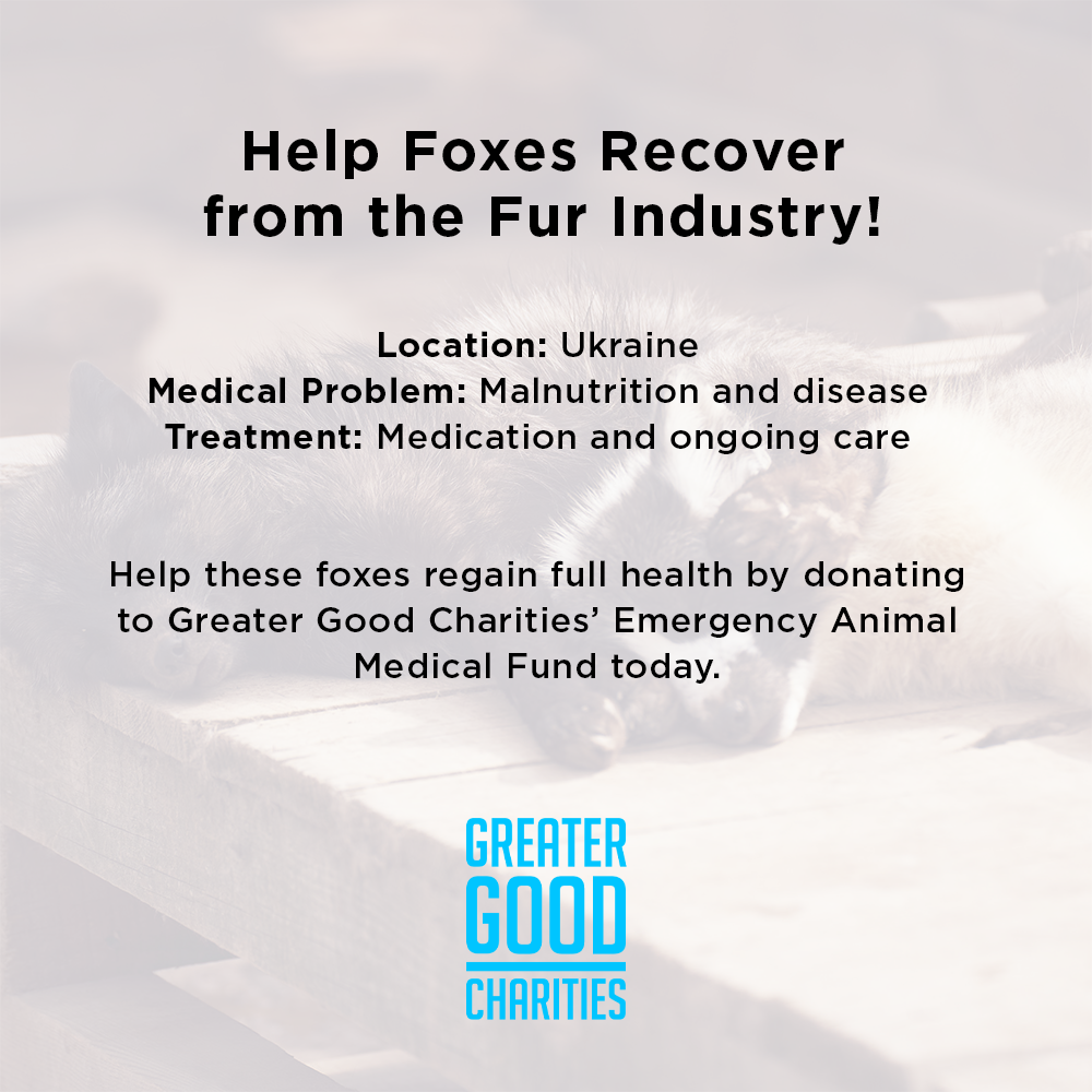 Funded: Help Foxes Recover from the Fur Industry、mySite、camillekostekn