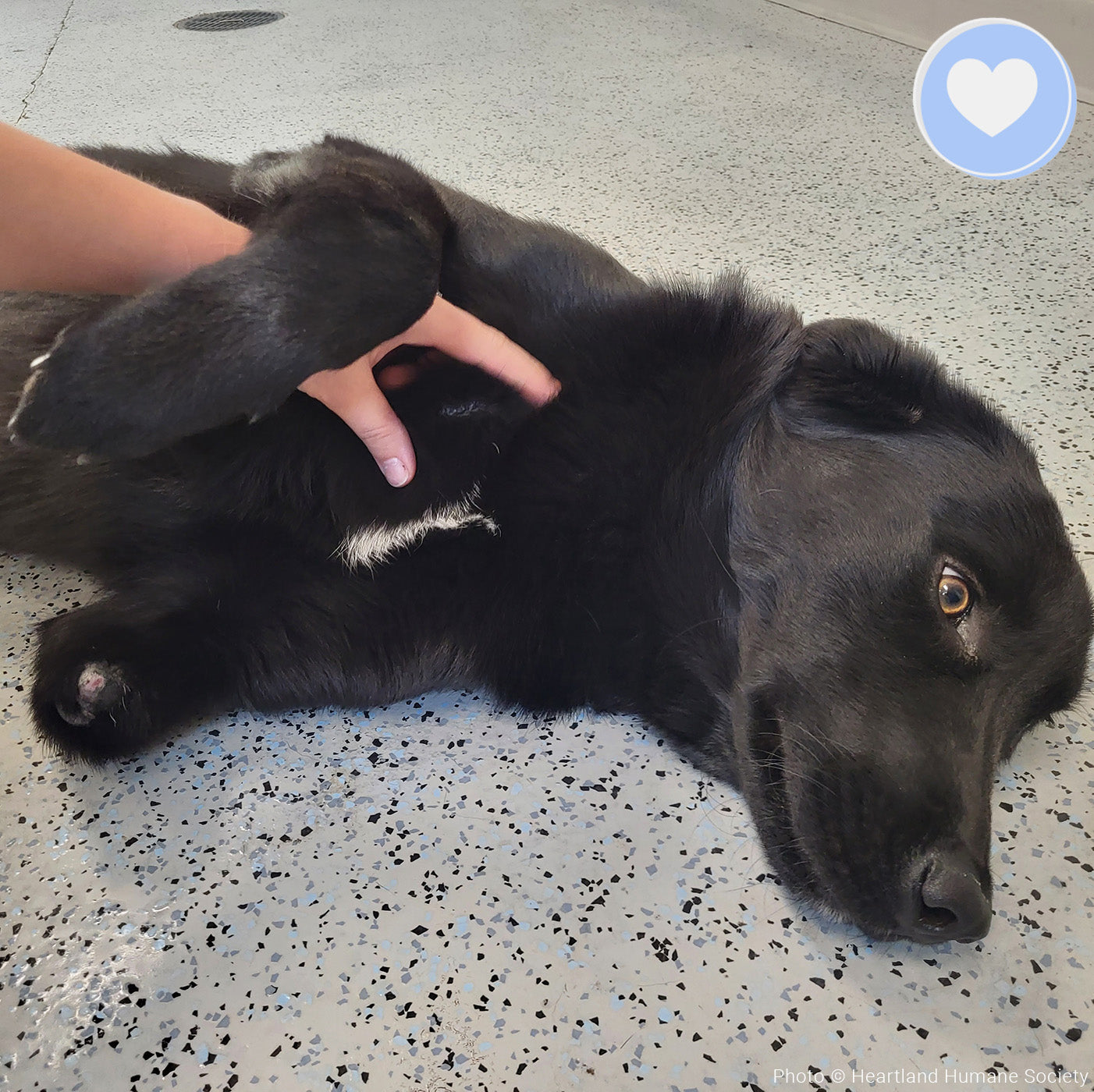 Funded - Help Lou Walk Again、mySite、camillekostekn