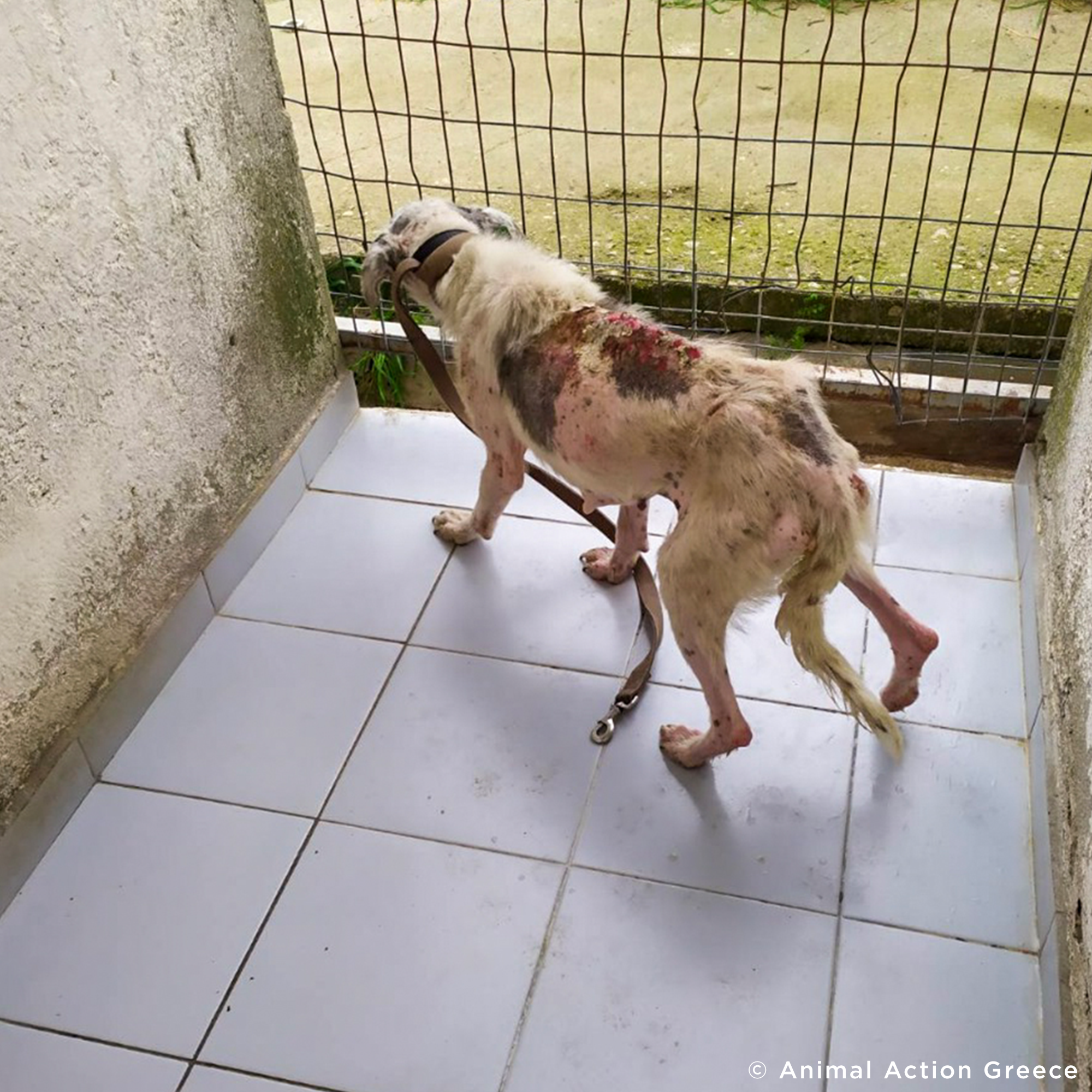 Funded: Help Ghost Recover From Painful Skin Infection、mySite、camillekostekn