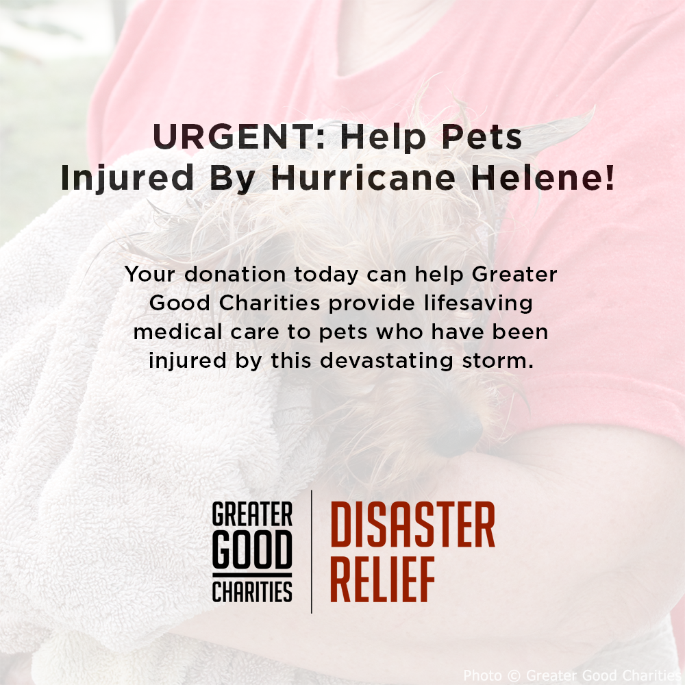 URGENT: Help Pets Injured by Hurricane Helene、mySite、camillekostekn