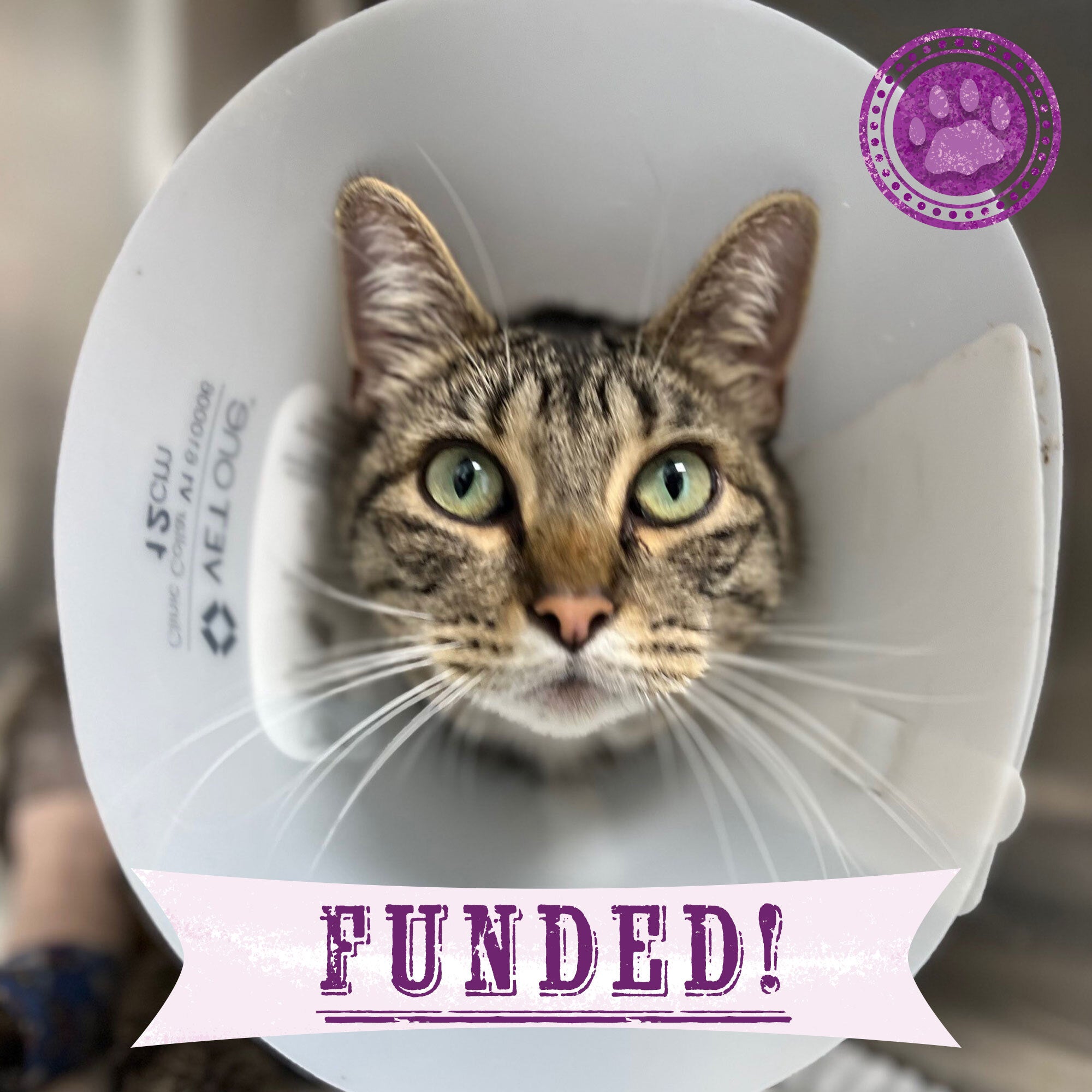 Funded - Give Mercury the Chance to Walk Again、mySite、camillekostekn