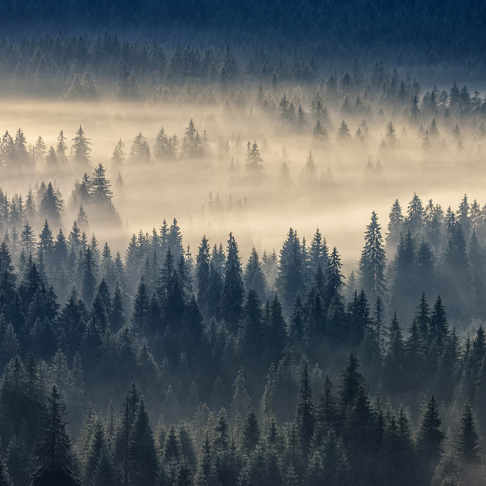 Wildlife In Peril | Help Replant Forest Habitat Fund、mySite、camillekostekn